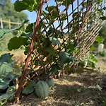 Bio Garden Sarajevo - Kremes, Seosko Domacinstvo Pogledine