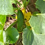 Bio Garden Sarajevo - Kremes, Seosko Domacinstvo Pogledine * Vogošća