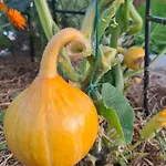 Bio Garden Sarajevo - Kremes, Seosko Domacinstvo Pogledine