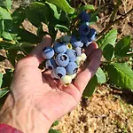 Bio Garden Sarajevo - Kremes, Seosko Domacinstvo Pogledine Lägenhet Vogošća