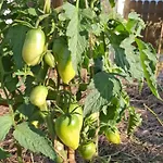 Apartamento Bio Garden Sarajevo - Kremes, Seosko Domacinstvo Pogledine Vogošća