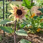 Lägenhet Bio Garden Sarajevo - Kremes, Seosko Domacinstvo Pogledine