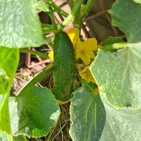Bio Garden Sarajevo - Kremes, Seosko Domacinstvo Pogledine * Vogošća