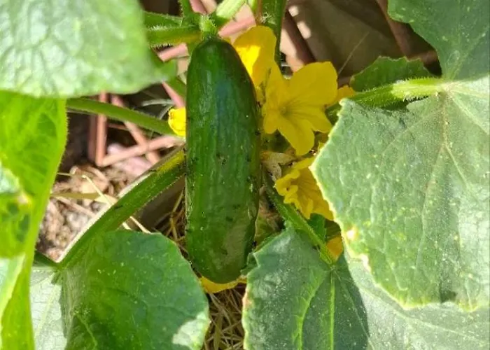Bio Garden Sarajevo - Kremes, * Vogošća