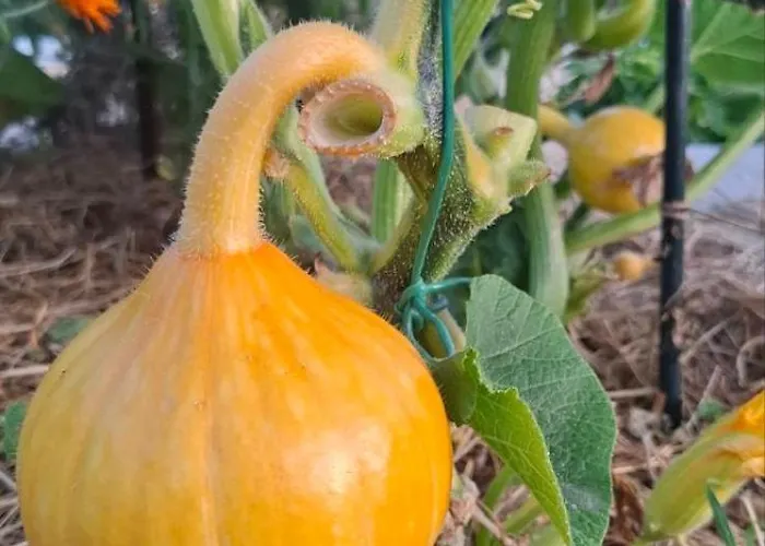 Bio Garden Sarajevo - Kremes,