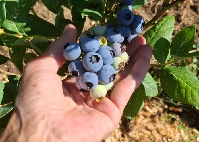 Bio Garden Sarajevo - Kremes, 公寓 Vogošća