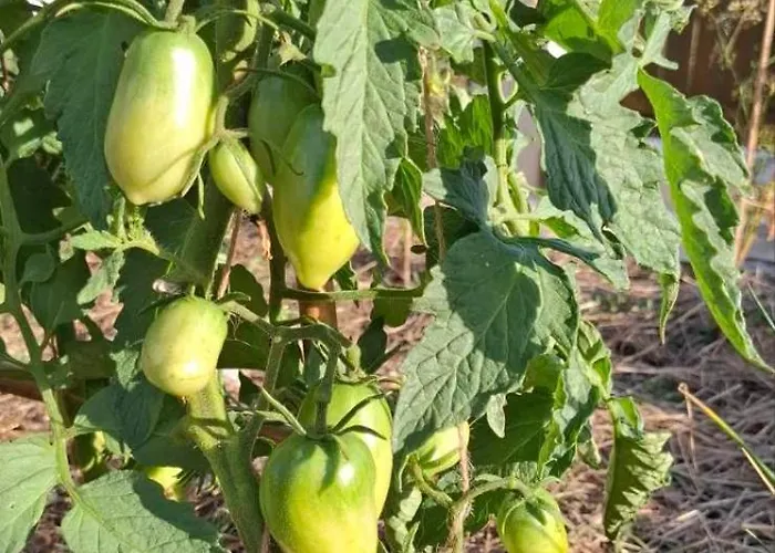 公寓 Bio Garden Sarajevo - Kremes, Vogošća