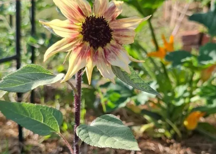 公寓 Bio Garden Sarajevo - Kremes,